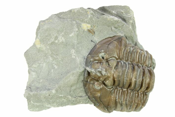Wide, Partial Flexicalymene Trilobite - Indiana #287777